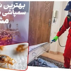 بهترین شرکت سمپاشی ساس مشهد [ بدون تخلیه با ضمانت کتبی ]