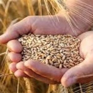 تأمین 100 همت اعتبار جدید برای خرید گندم پس از حذف ارز ترجیحی