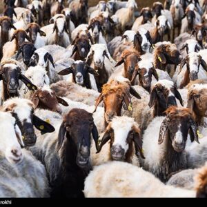 تزریق 50 هزار میلیارد تومان برای تامین نقدینگی صنعت دام و طیور