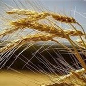 تقویت امنیت غذایی کشور با بومی‌سازی بذرهای راهبردی