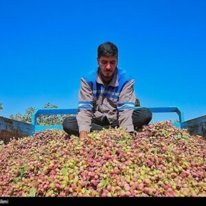 رشد ۸۰ درصدی صادرات پسته ایران
