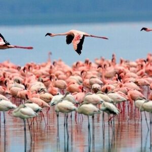 مهاجرت فلامینگوها به سواحل مکران؛ فرصتی برای توسعه گردشگری