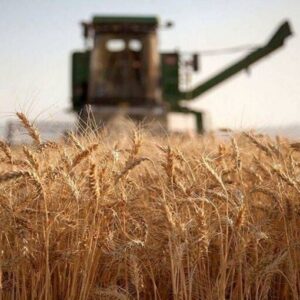 نرخ گندم باید بالای ۵۲ هزارتومان باشد؛ واردات با آزادسازی ارز دیگر جذابیت ندارد