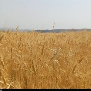 پیشنهاد تولید 3میلیون تن گندم از زمین‌های سبزی و صیفی