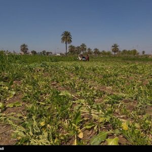 گندم، دانه روغنی و نهاده دام جایگزین سبزی و صیفی شود