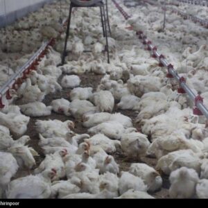 تداوم چرخش زنجیره تامین صنعت دام و طیور