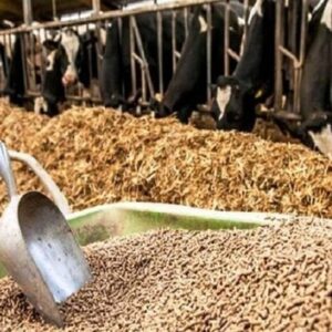 ترخیص بدون وقفه نهاده‌های دامی در بنادر با نظارت بهداشتی