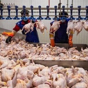 تولید شیر، مرغ و تخم مرغ 30 درصد بیشتر از نیاز داخل است