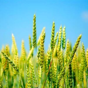جایزه قابل توجه، جایگزین افزایش نرخ خرید تضمینی گندم شد