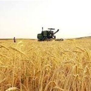 جدید ترین برآورد حاکی از تولید 13 میلیون تن گندم در کشور است جدید ترین برآورد حاکی از تولید 13 میلیون تن گندم در کشور است