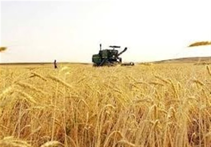 جدید ترین برآورد حاکی از تولید 13 میلیون تن گندم در کشور است