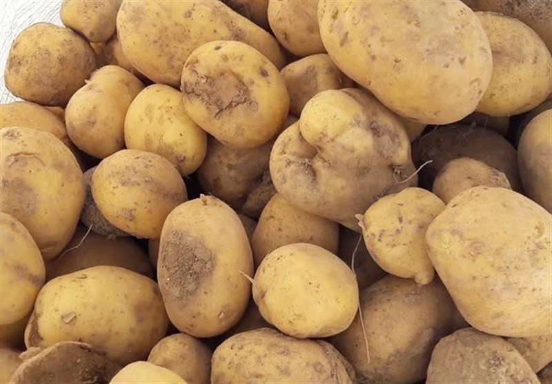 عرضه گسترده سیب زمینی تازه با قیمت 50 هزار تومان آغاز شد