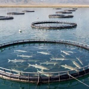 لزوم رفع موانع تولید بخش شیلات در شرایط جنگی