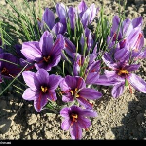 معاملات گواهی‌های سپرده زعفران به 32 میلیارد تومان رسید