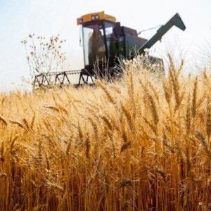 برداشت ۲۱۰۰ تن گندم از مزارع آبادان پیش‌بینی می‌شود