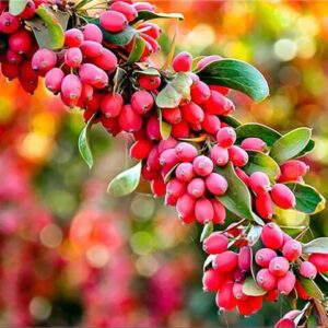 توقیف پراید در منطقه حفاظت‌شده ابر؛ حمل زرشک قاچاق، به محیط‌بانی رسید