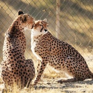 جشن بلوغ ۳یوز ماده در دل شاهرود؛بحران کمبود یوز نر بارور در مرکز تکثیر