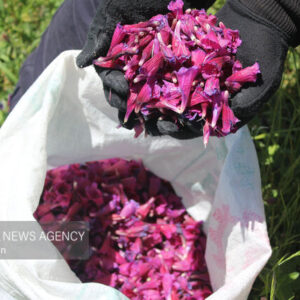 دیمکاری گیاهان دارویی راهبردی برای حفظ آب و احیای مراتع است