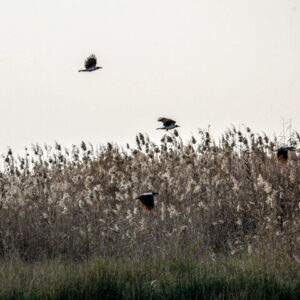 شکارچی حرفه‌ای پرندگان مهاجر در تالاب بین المللی شادگان دستگیر شد