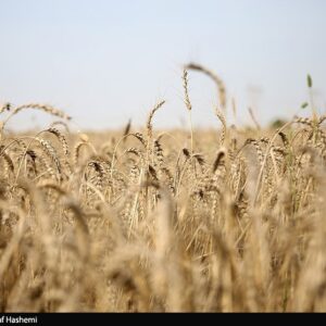 طرح اعتباری گندم برای کاهش فشار مالی گندمکاران اجرا شد