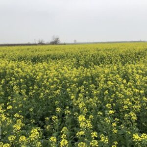 طلای زرد گلستان: سفری به دل مزارع شکوفه‌های کلزا