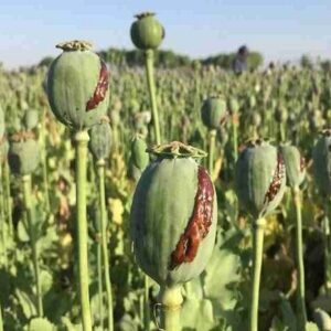 مزارع کشت خشخاش در لالی و الوار گرمسیری کشف شد