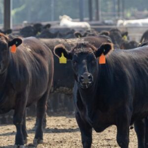 معاملات آتی دام در بازار جهانی به رکورد‌های بی سابقه‌ای رسید