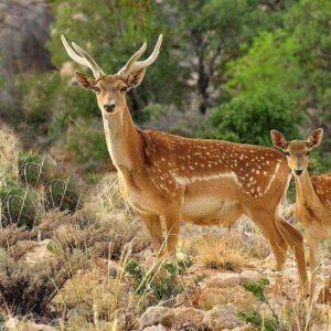 نخستین گوساله گوزن زرد در کرخه متولد شد
