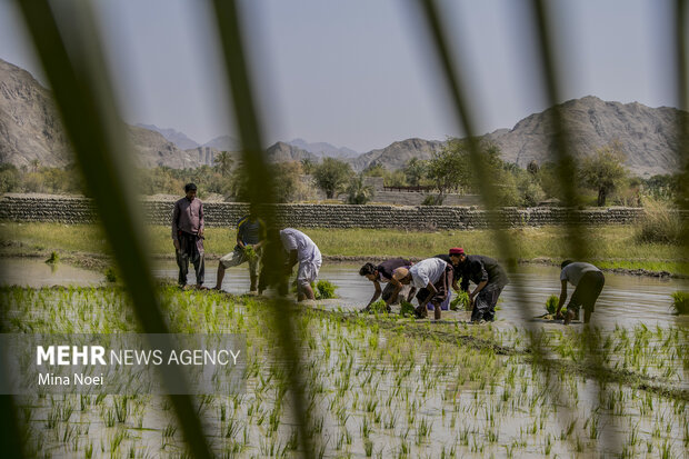 ۴۰ هزار مزرعه الگویی در کشور فعال می‌شود