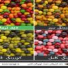 چرا بسیاری از افراد تا بزرگسالی نمی‌دانند کوررنگ هستند؟
