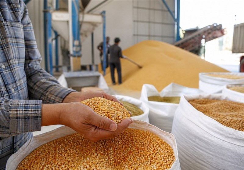 سرمایه در گردش واردکنندگان کالاهای اساسی تحت فشار قرار گرفت سرمایه در گردش واردکنندگان کالاهای اساسی تحت فشار قرار گرفت