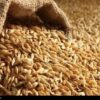 نرخ مصوب گندم صنف و صنعت 53 هزار تومان تعیین شد