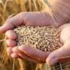 هرگونه جابه‌جایی غیرمجاز گندم قاچاق است