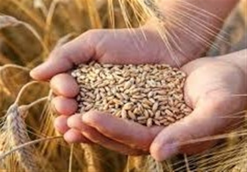 هرگونه جابهجایی غیرمجاز گندم قاچاق است هرگونه جابهجایی غیرمجاز گندم قاچاق است