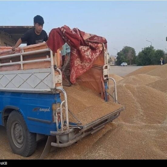 ورود دلالان با پول نقد به بازار گندم با قیمت 38 تا 44 هزار تومان