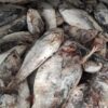 کشف یک تن ماهی قاچاق توسط دریابانان چابهار