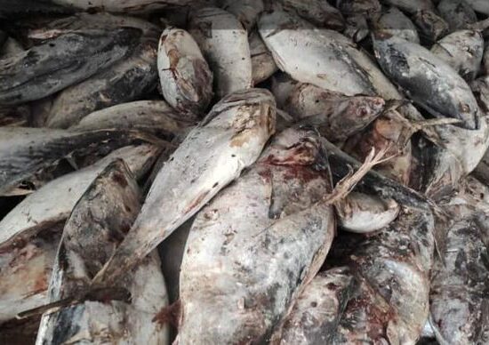 کشف یک تن ماهی قاچاق توسط دریابانان چابهار