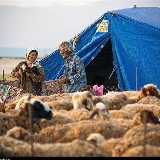گوشت عشایری با برند استانی به بازار عرضه می‌شود