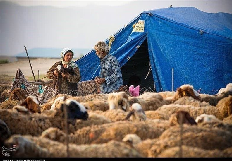 گوشت عشایری با برند استانی به بازار عرضه می‌شود