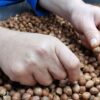 تجارت ۲.۷میلیارد دلاری فندق در ۲۰۲۵؛ رقابت تازه در بازارجهانی، ایران در انتظار جهش صادراتی