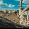 تداوم تولید گوشت و شیر در روستا و عشایر، در معرض یک پرسش جدی