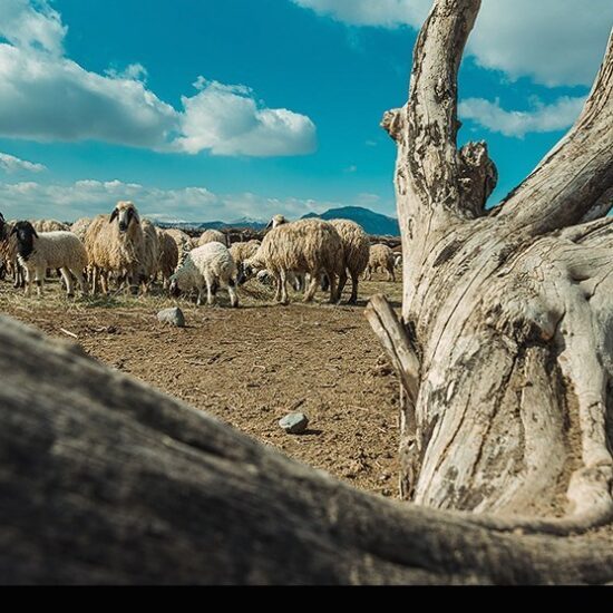 تداوم تولید گوشت و شیر در روستا و عشایر، در معرض یک پرسش جدی