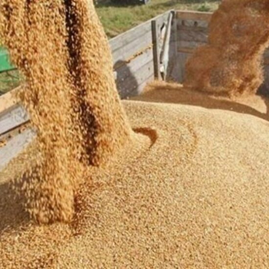 تولید داخل جایگزین 40 درصد جو وارداتی شد