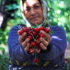 صادرات جهانی گیلاس به ۵.۸۵میلیارد دلار رسید؛ ایران در جایگاه ۳۲ صادراتی