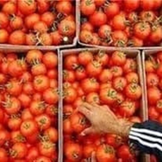 صادرات گوجه‌ تا پایان سال ممنوع شد