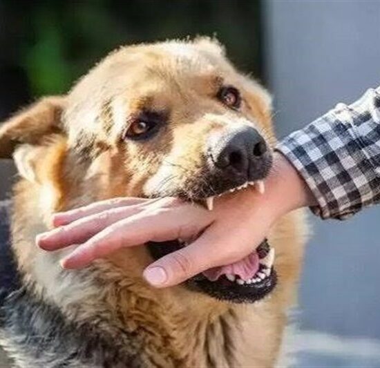 مرگ انسانی ناشی از هاری منتقله از سگ‌ قطع می‌شود