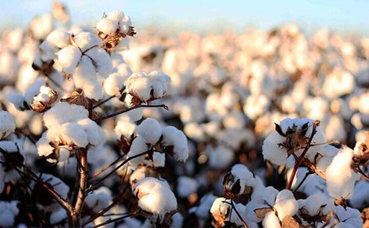 نجات طلای سفید از مسیر افزایش بهره وری؛ نسخه وزارت جهاد برای کاهش وابستگی به واردات