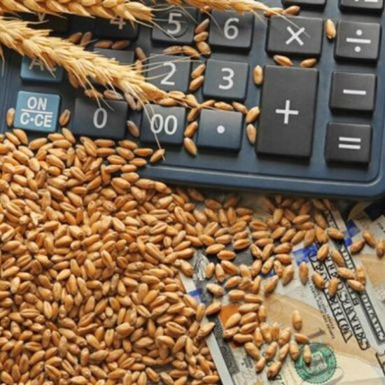 ثبت سفارش واردات گندم دامی آغاز شد